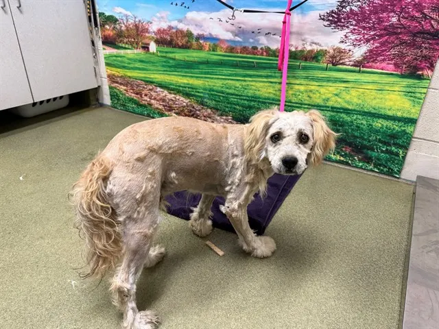 Adoptable Dog