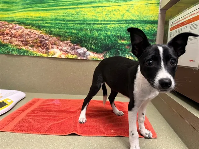 Adoptable Dog