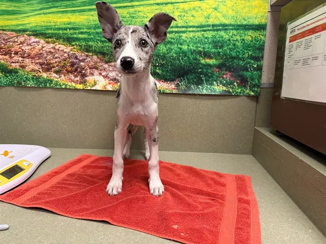 Adoptable Dog