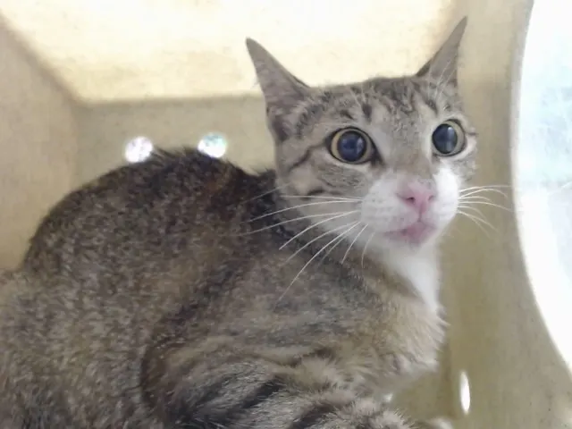 Adoptable Cat