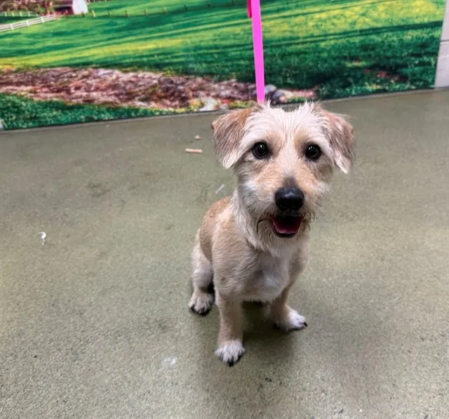 Adoptable Dog