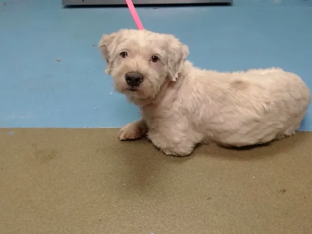 Adoptable Dog