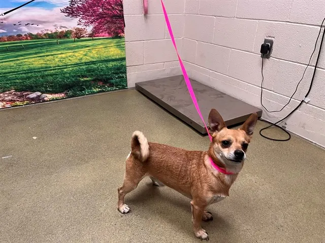 Adoptable Dog