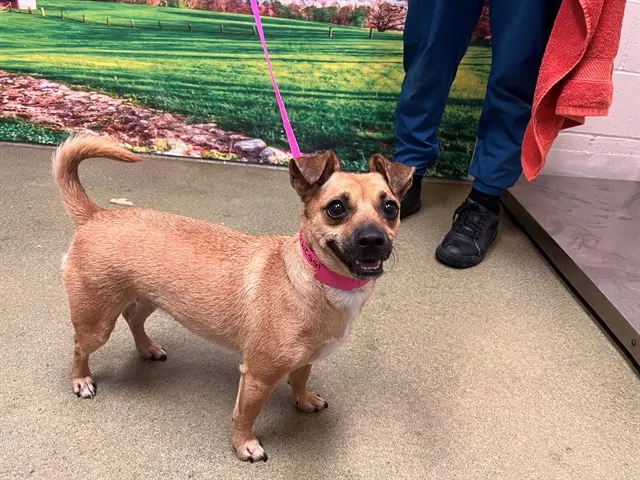 Adoptable Dog