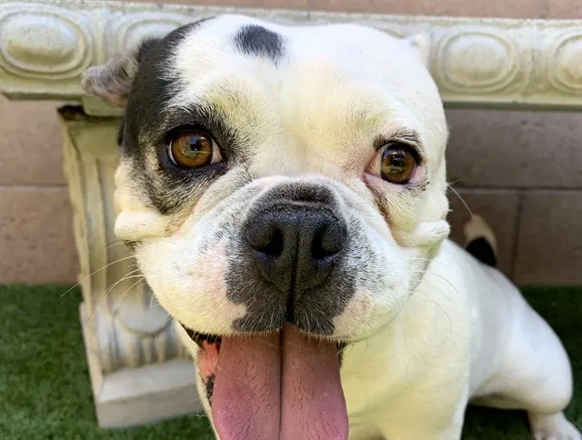 Adoptable Dog