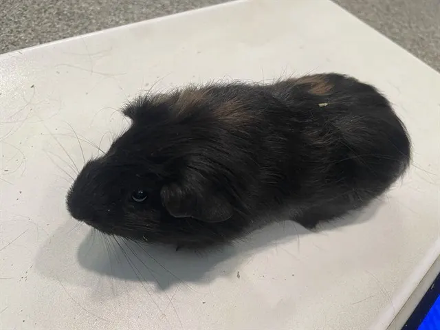 Pigster