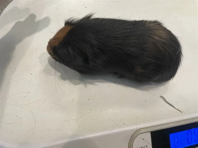 Pigmon