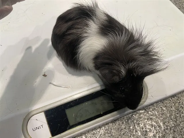 Pigachu