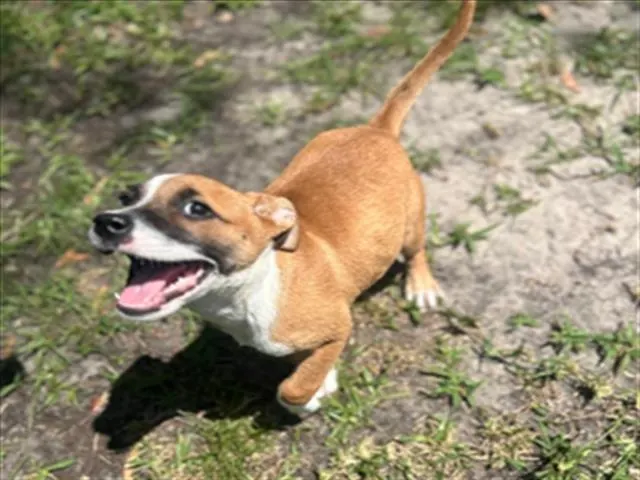 Adoptable Dog