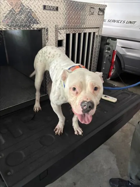 Adoptable Dog