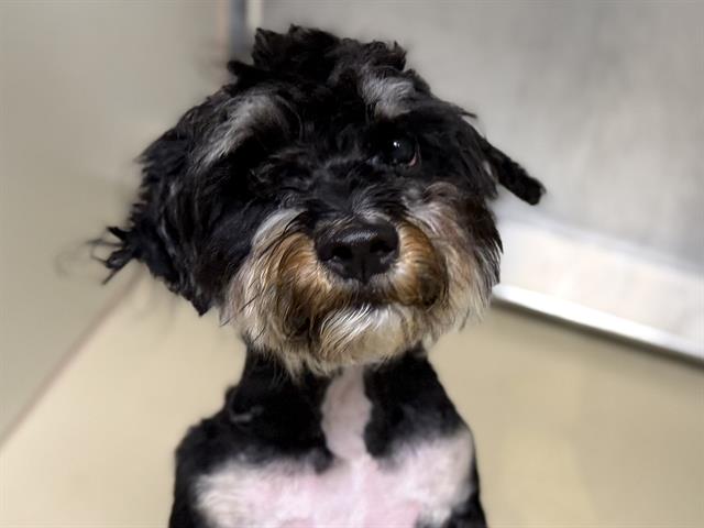 Adoptable Dog