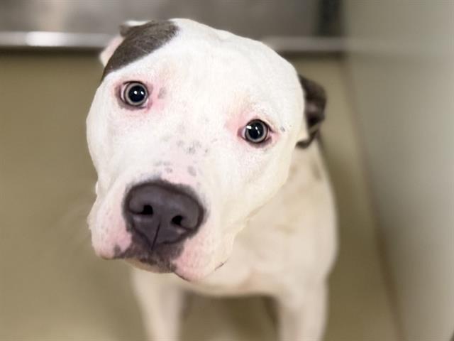 Adoptable Dog