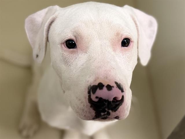 Adoptable Dog