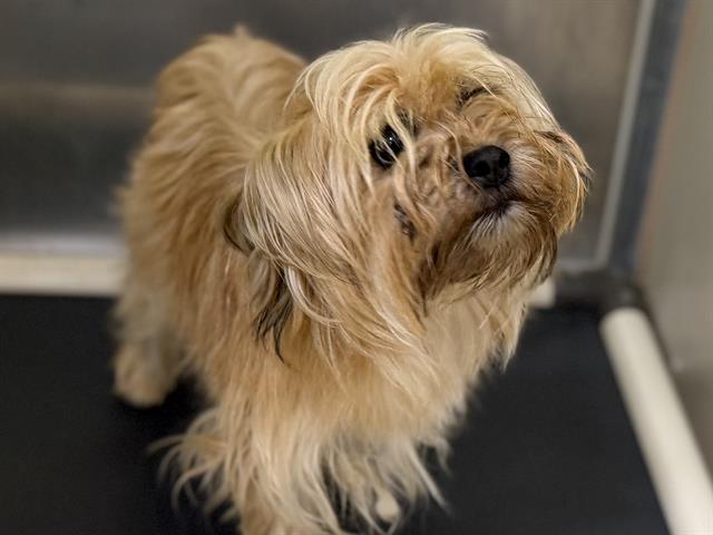 Adoptable Dog