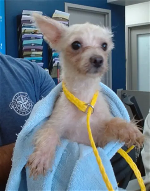 Adoptable Dog