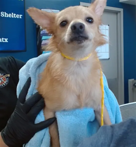 Adoptable Dog