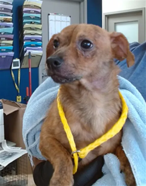 Adoptable Dog