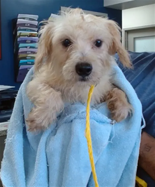 Adoptable Dog