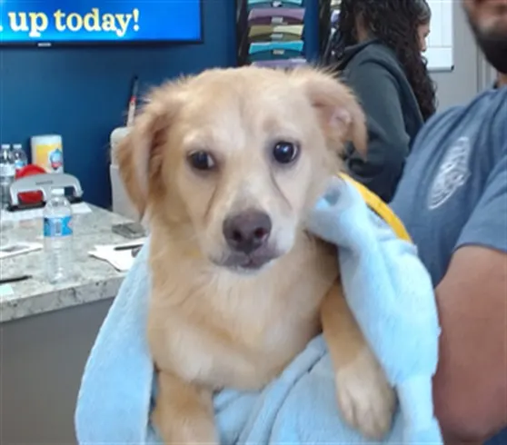 Adoptable Dog
