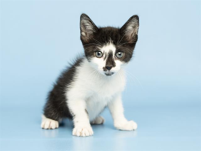 Oreo