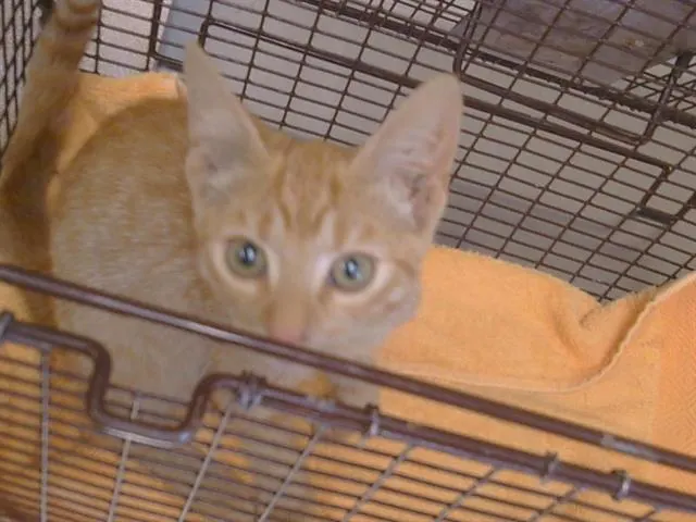 Adoptable Cat
