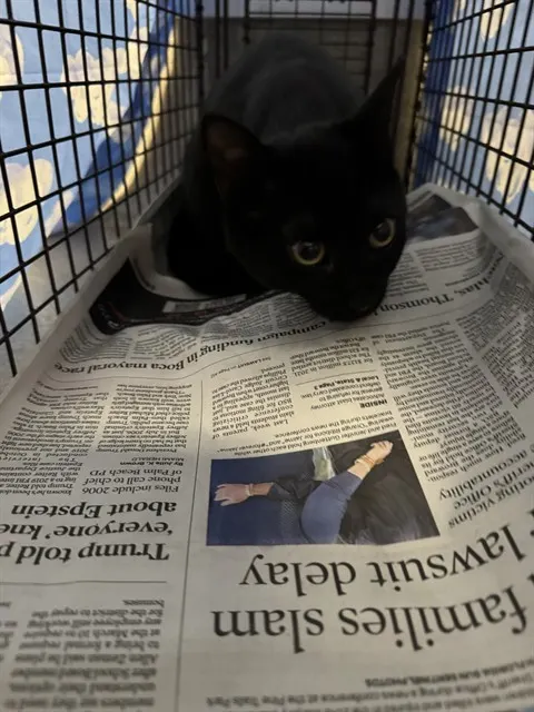 Adoptable Cat