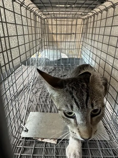 Adoptable Cat