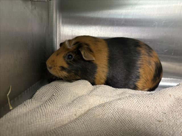 Coco