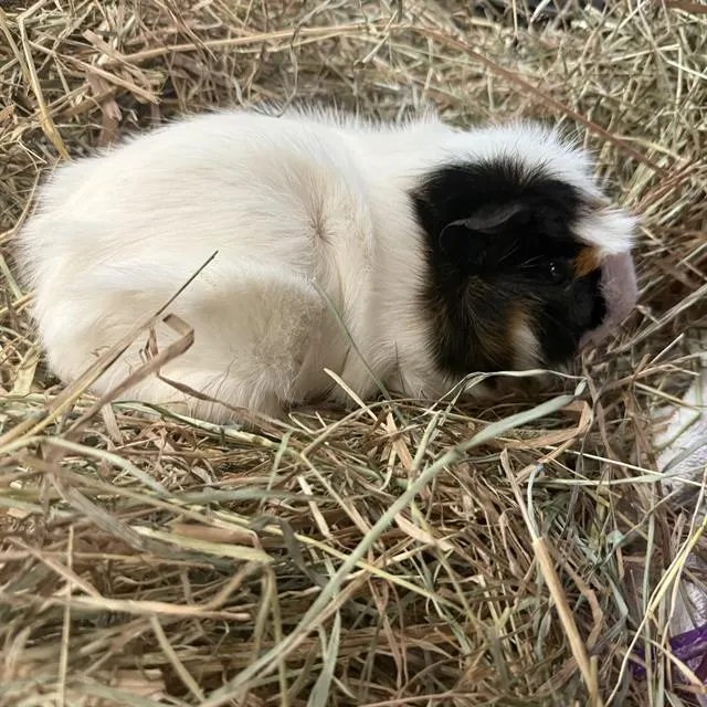 Bandit