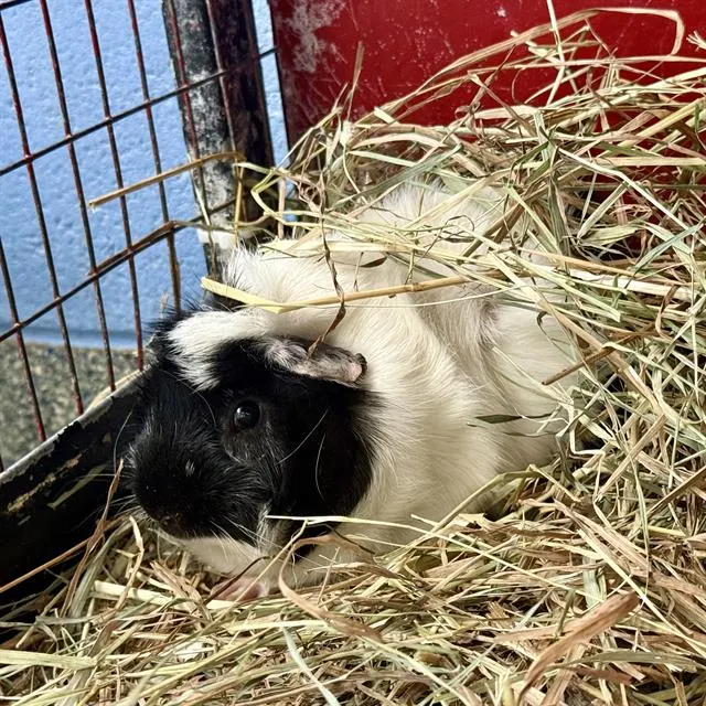 Oreo