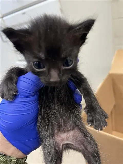 Tina