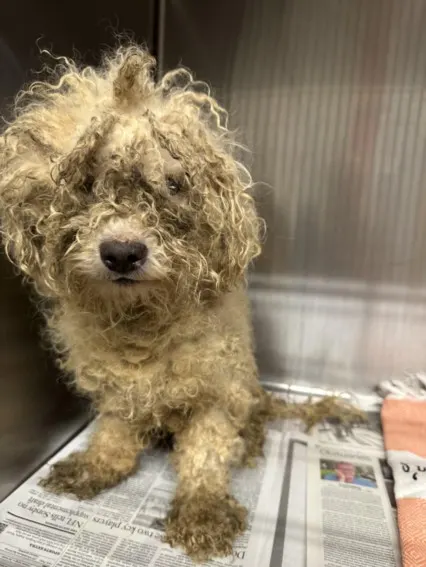Adoptable Dog