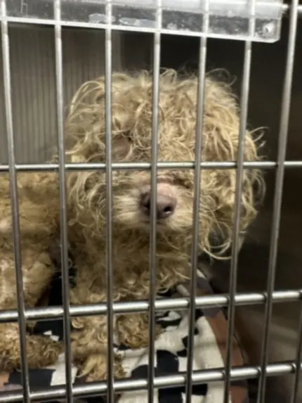 Adoptable Dog