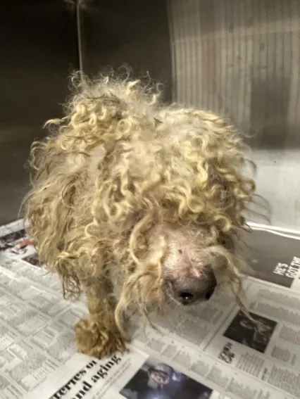 Adoptable Dog