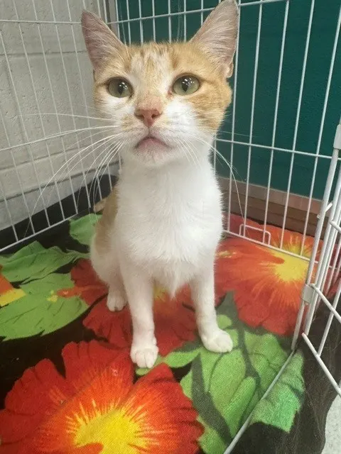 Lulu