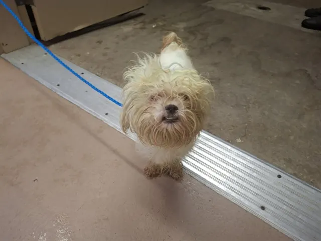 Louie