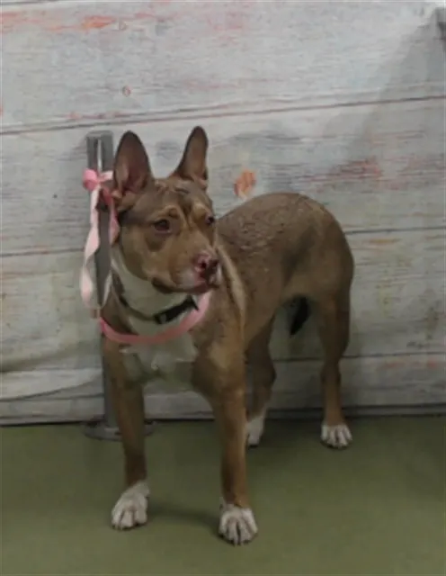 Med Adopt Karen