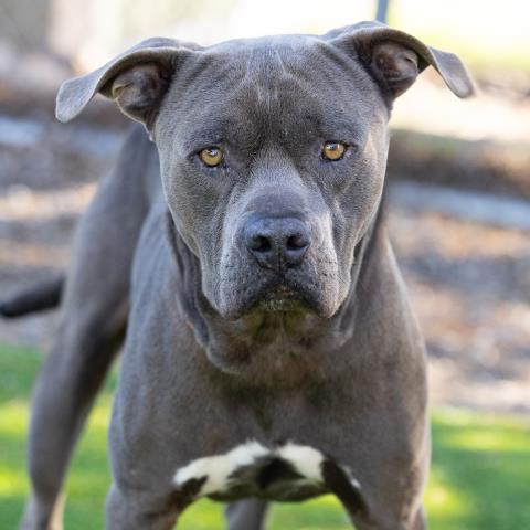 Debo