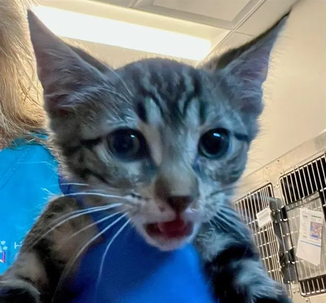 Adoptable Cat