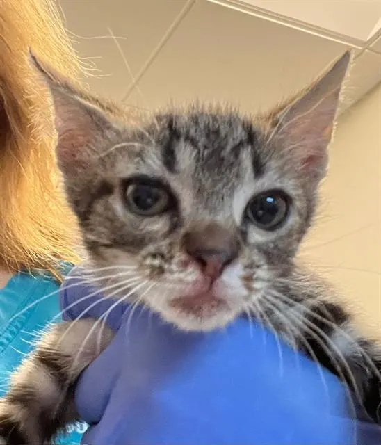 Adoptable Cat