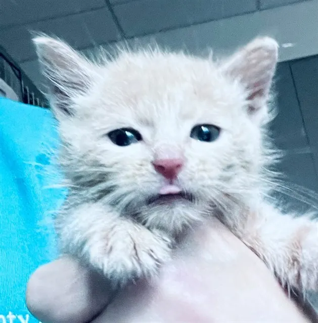 Adoptable Cat