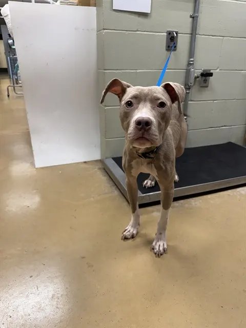 Stella