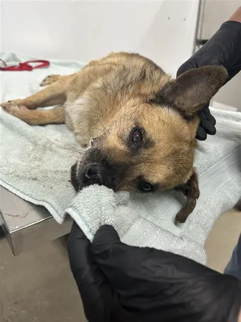 Adoptable Dog