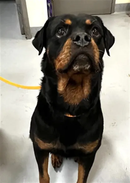 Huxley