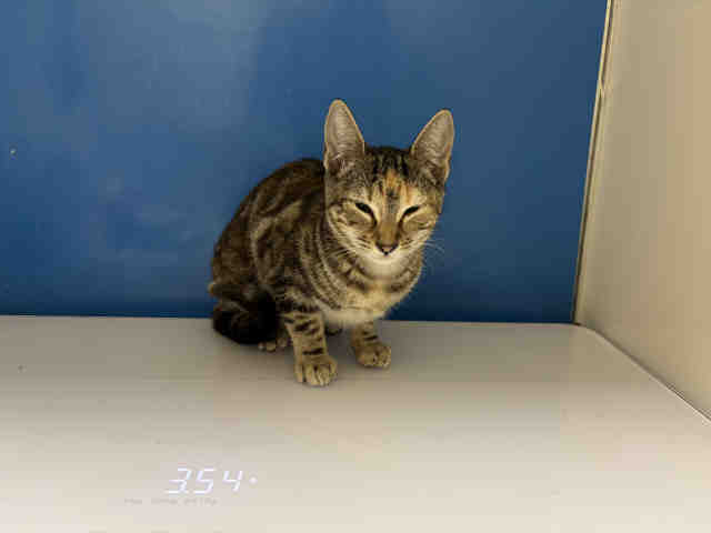 Adoptable Cat