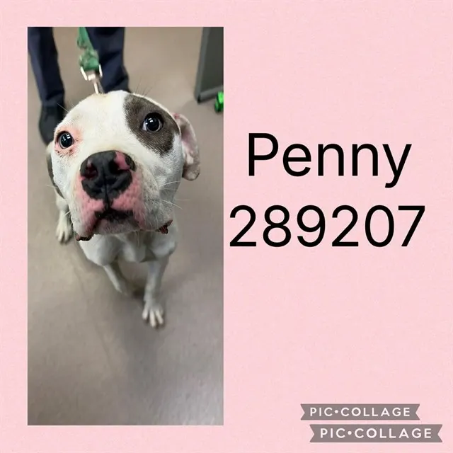 Penny