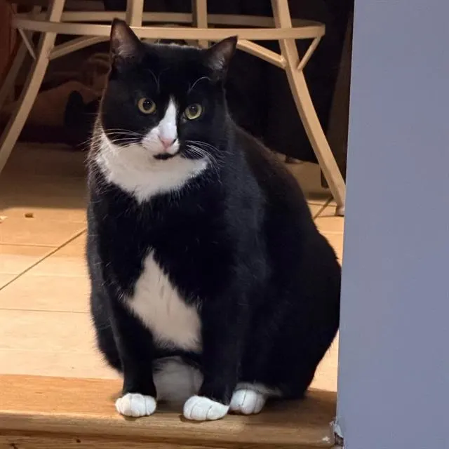 Bootsie