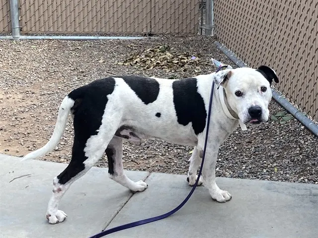 Jersey
