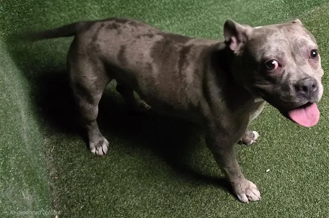 Adoptable Dog