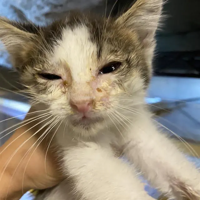 Adoptable Cat